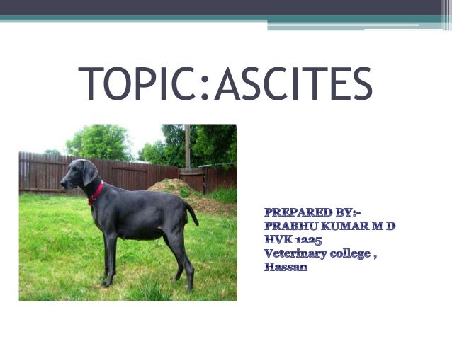 ascitis in dog ascitis in dog